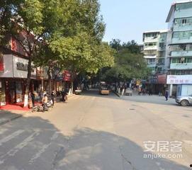 梧桐巷暖,探寻古巷中的岁月温情