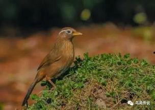 谁杀了画眉鸟,谁在暗中下手？