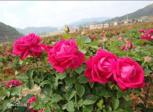 101朵玫瑰,浪漫与爱情的完美诠释